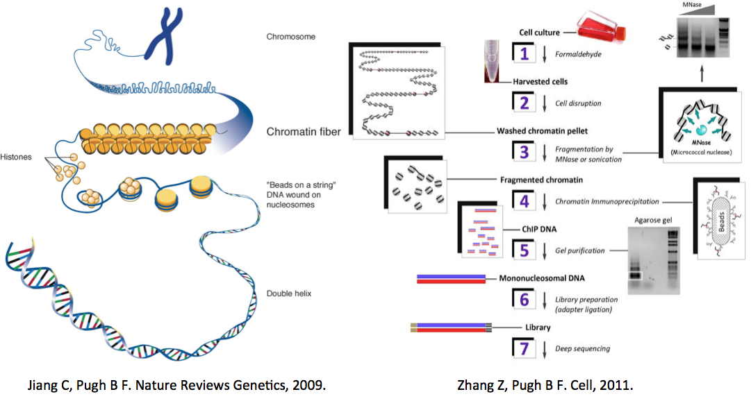 protein-protein interaction